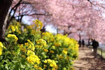 Obraz premium 河津桜の風景
