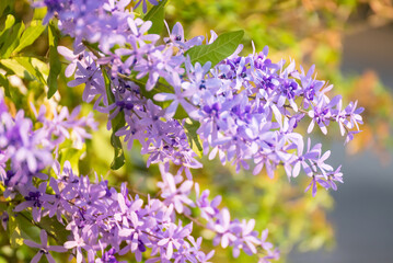 A colorful flower in the garden in a sunny day