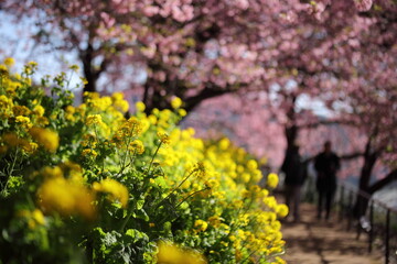Obraz premium 河津桜の風景