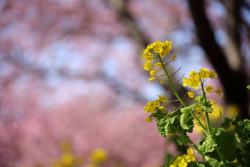 河津桜の風景