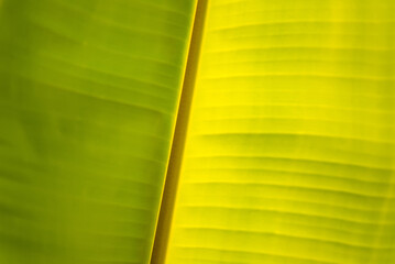 Banana leaf green background wall leaves texture line plant fresh pattern closeup life tropical abstract.Abstract green background of banana leaf with shade and light.