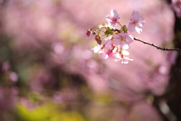 河津桜の風景