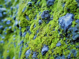 Bright Green Moss grew covering the rough stones. Shown with macro view