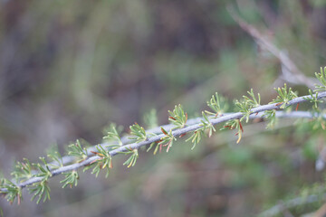 Green simple alternate entirely margined linear needle leaves of Chamise, Adenostoma Fasciculatum,...