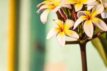 white and yellow frangipani flowers with natural background