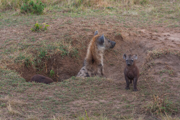 Lone spotted haina with its cubs in Masai Mara Game Reserve, Kenya