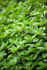 Fototapeta na wymiar juicy summer greens. Mint plant grow at the vegetable garden