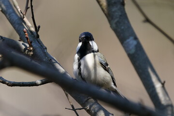 japanese tit on the branch