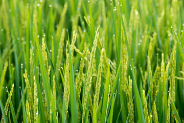 Plakat Close-up Of Crops Growing On Field