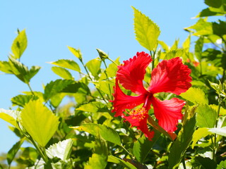 ハイビスカス