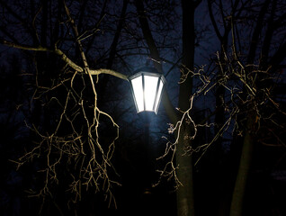 Bare branches of a tree in the rays of a lantern at night © schankz