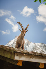 Parc du Merlet, Chamonix, haute Savoie