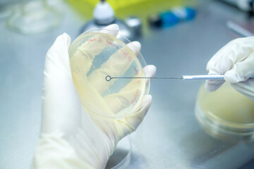Microbiologist or scientist hand cultivating a Petri dish with inoculation loops in the biohazard...