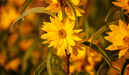 Beautiful yellow flowers in the garden. Nature