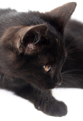 Black cat isolated on a white