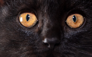 Yellow eyes on the face of a black cat.