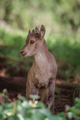 Parc du Merlet, Chamonix, haute Savoie