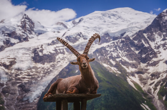 Parc du Merlet, Chamonix, haute Savoie