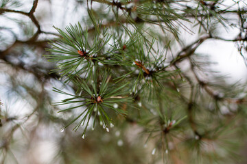 pine tree branches