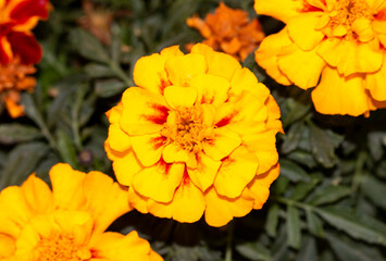 Beautiful yellow flowers in the garden. Nature