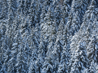 Amazing view of pines covered by snow flakes after the snowfall. Alpine and winter contest. European alps. Wonderful nature