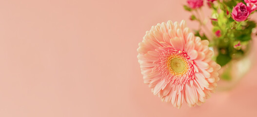 Pastel pink gerbera daisy photographed macro. Spring flowers shot close up. Creative abstract natural background.Floral layout, wallpaper.