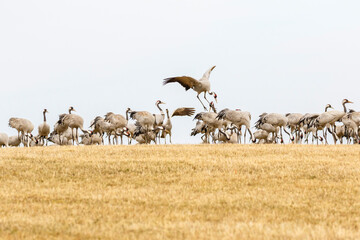 Cranes that landed on a stubble field in spring
