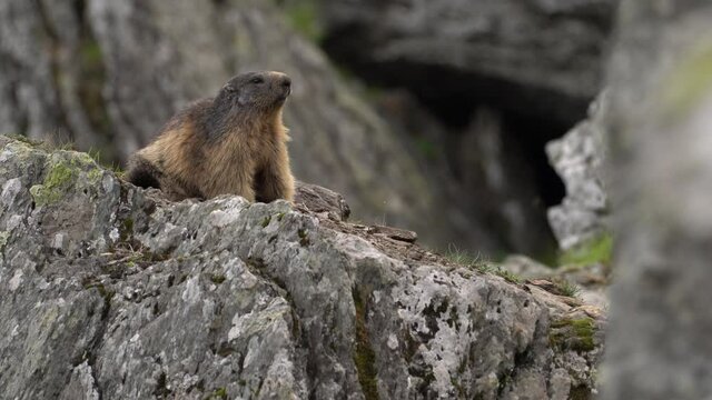 Alpine marmot, marmota marmota, in the Fagaras mountains, Romania