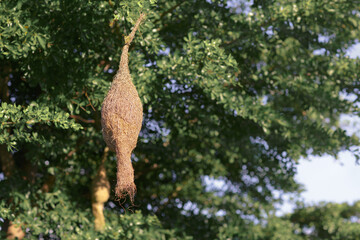 Fototapeta premium Empty weaver bird nest hanging on branch of tree and green leaves in nature of Thailand.