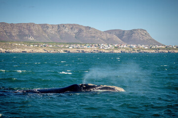 Fototapeta premium whale in the sea