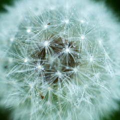 A close-up of Dandelion covered with water drops