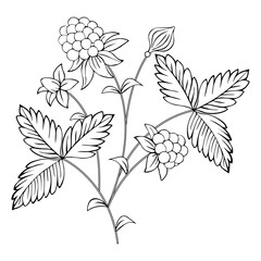 Black and white drawing of a raspberry branch.