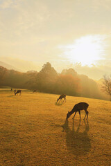 Fototapeta na wymiar 奈良公園　朝日の飛火野と鹿　縦位置
