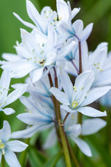 Obraz na płótnie Canvas 春の庭に咲く白いカワイイ花　シラー 