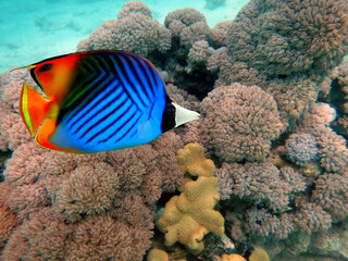 Tropical fish and corals. Red Sea.