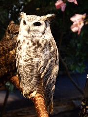 厳島フクロウの森のフクロウ達