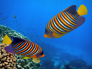 Fototapeta na wymiar Tropical fish and corals. Red Sea.