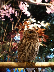 厳島フクロウの森のフクロウ達