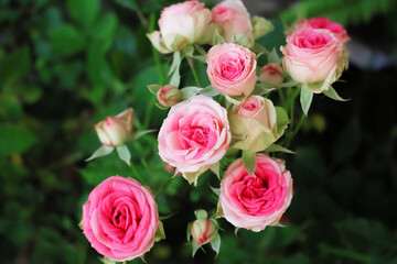Beautiful light pink rose flowers blooming in garden top view background