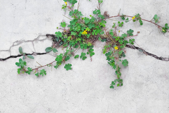 Small green plant with yellow flower patterns growing in concrete cracks floor or Common Yellow Woodsorrel on gray space background © Amphawan