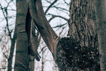 forest in spring on a cloudy day
