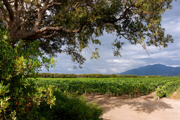 Vineyard in the eastern plain of Corsica.