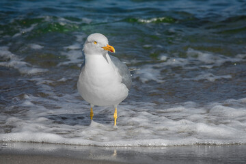 Strand Ostseebad Kühlungsborn in Mecklenburg-Vorpommern, Deutschland