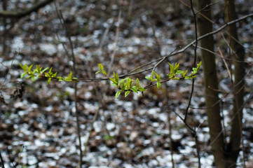 forest in spring on a cloudy day