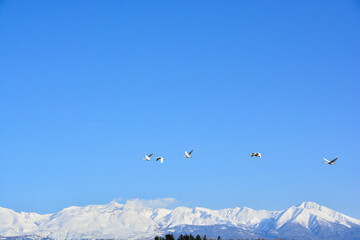 Naklejka na ściany i meble 青空を飛ぶハクチョウと雪山の山頂　十勝岳連峰 