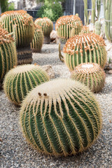Botanical Garden of Catania Sicily