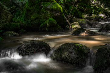 Wasser im wald mit bäumen und bachlauf