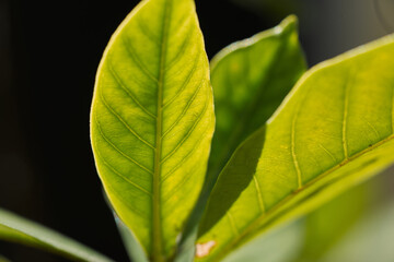 Macro close up of green leaf