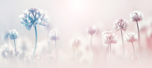 Delicate flowers of clover in pastel colors. Spring summer blur background. Copy space. - obrazy, fototapety, plakaty
