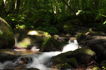 Wasser im wald mit bäumen und bachlauf